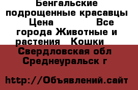 Бенгальские подрощенные красавцы. › Цена ­ 20 000 - Все города Животные и растения » Кошки   . Свердловская обл.,Среднеуральск г.